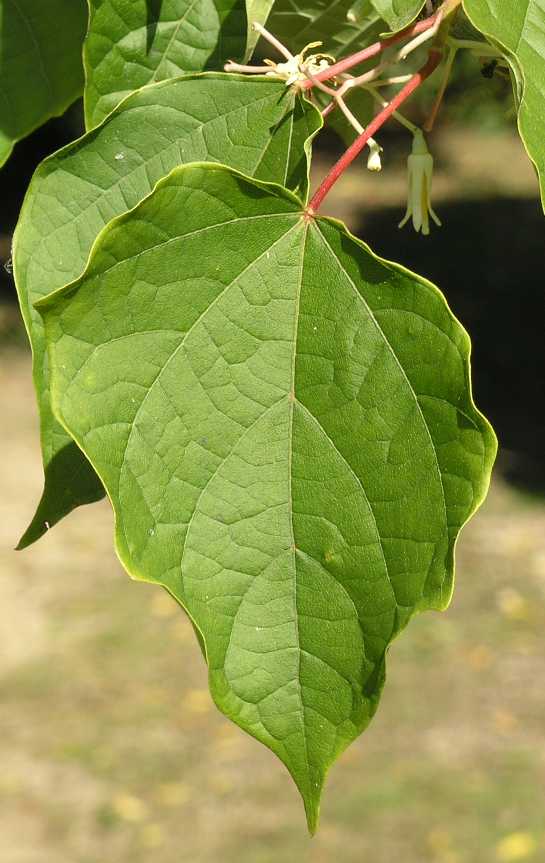 Cornaceae Alangium platanifolium