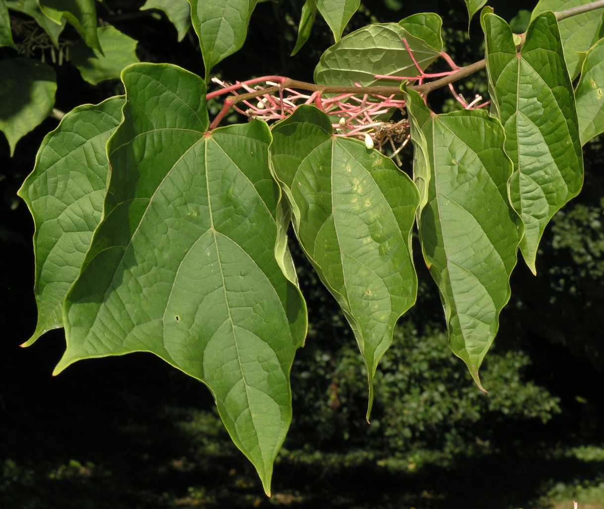 Cornaceae Alangium platanifolium