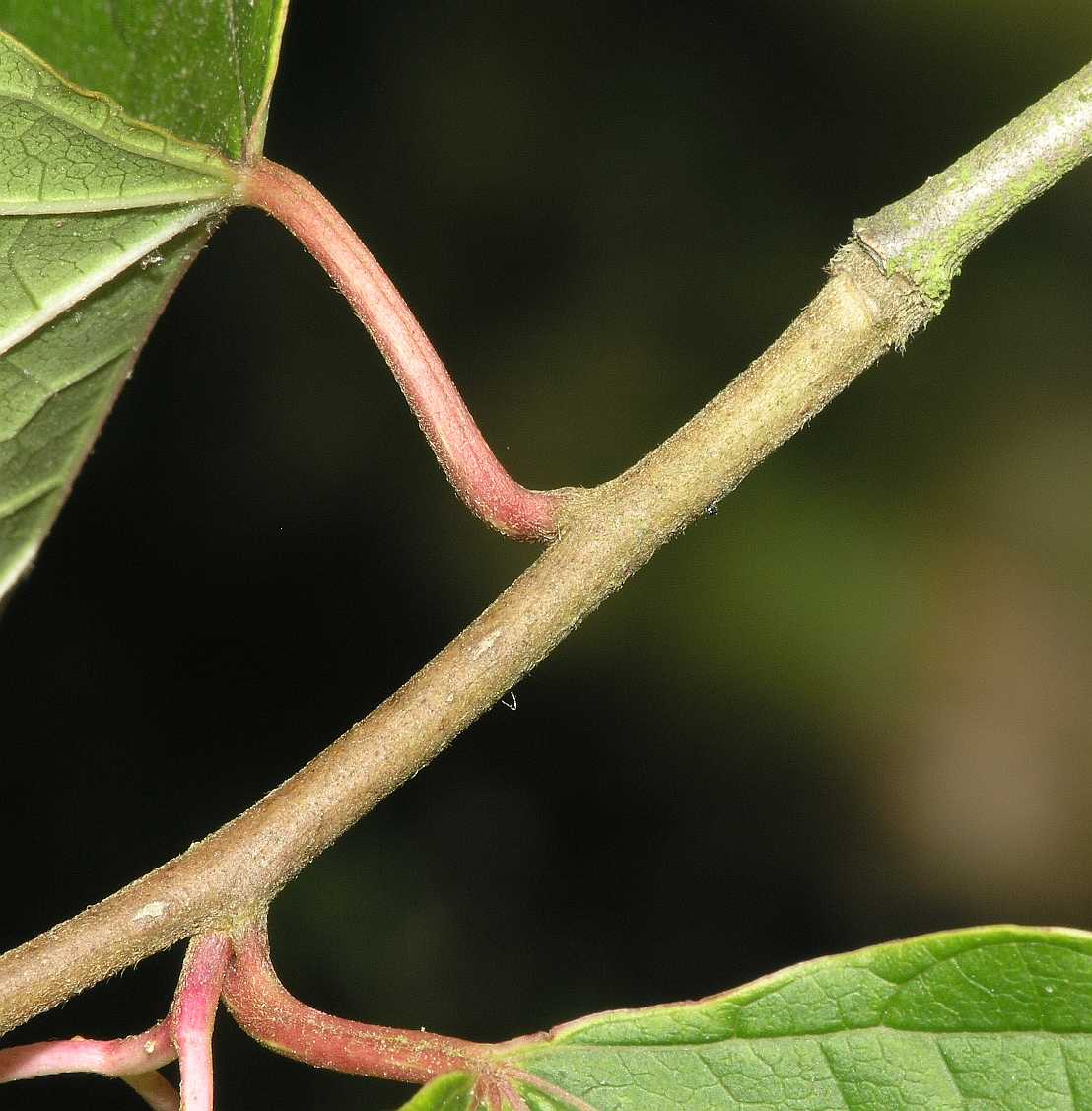 Cornaceae Alangium platanifolium