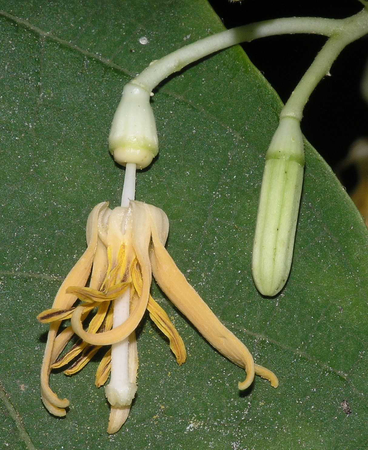 Cornaceae Alangium platanifolium