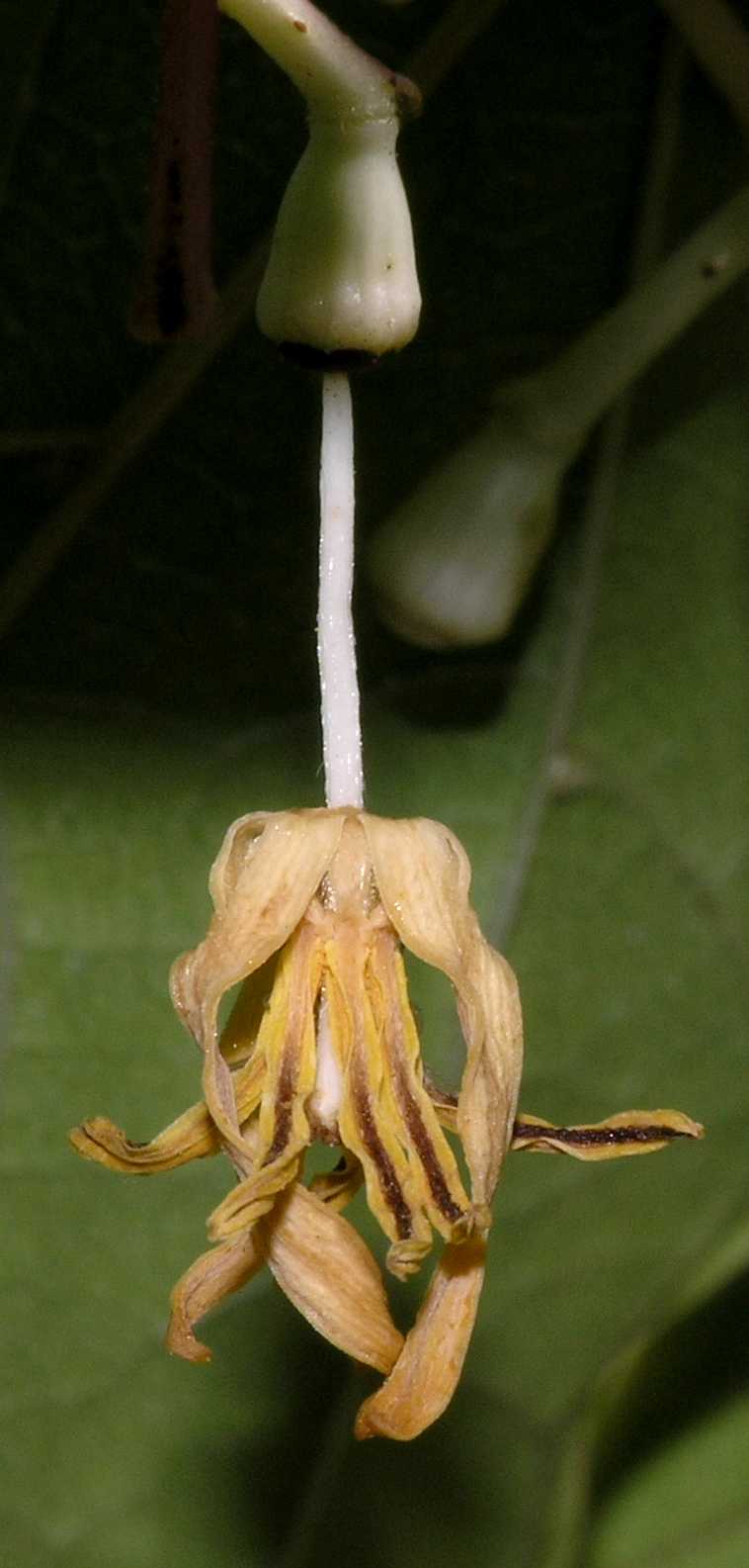 Cornaceae Alangium platanifolium