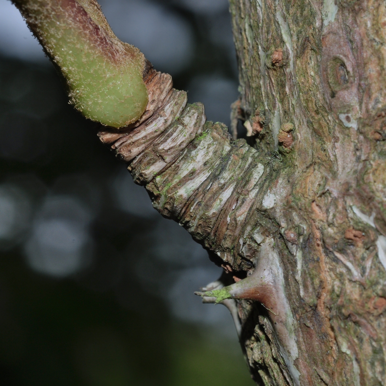 Araliaceae Kalopanax pictus