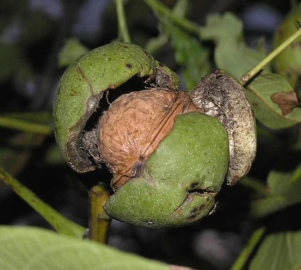 Juglandaceae Juglans regia