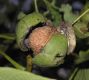 image of Juglans regia