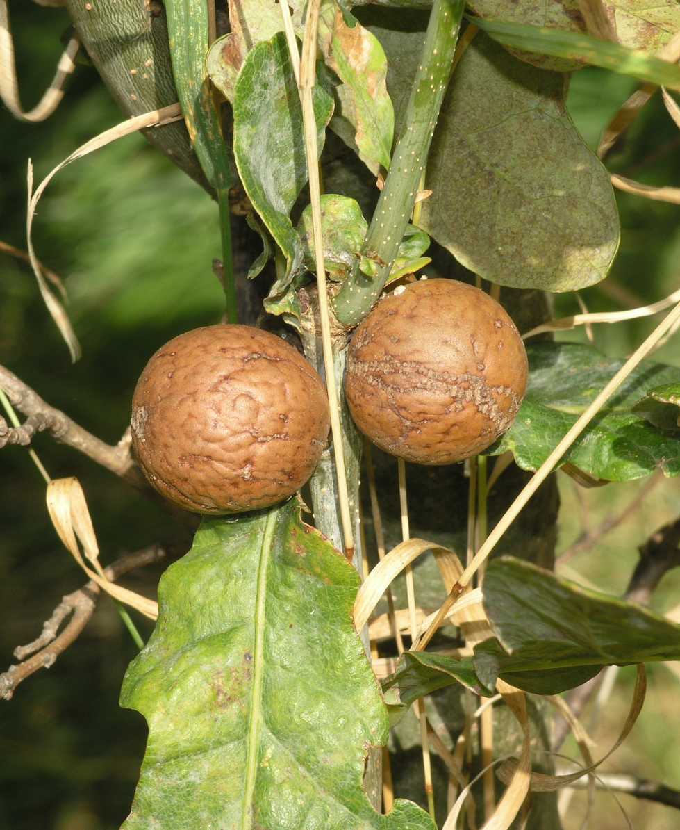 Fagaceae Quercus robur