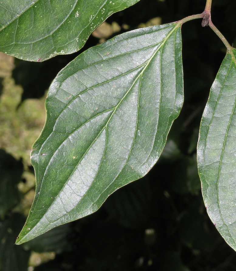 Cornaceae Cornus sanguinea