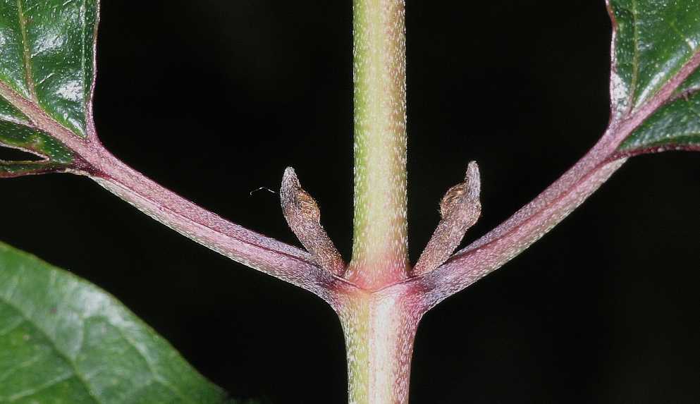 Cornaceae Cornus sanguinea