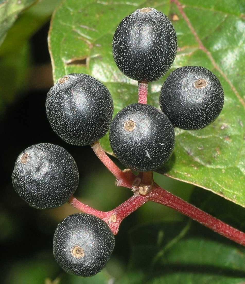 Cornaceae Cornus sanguinea