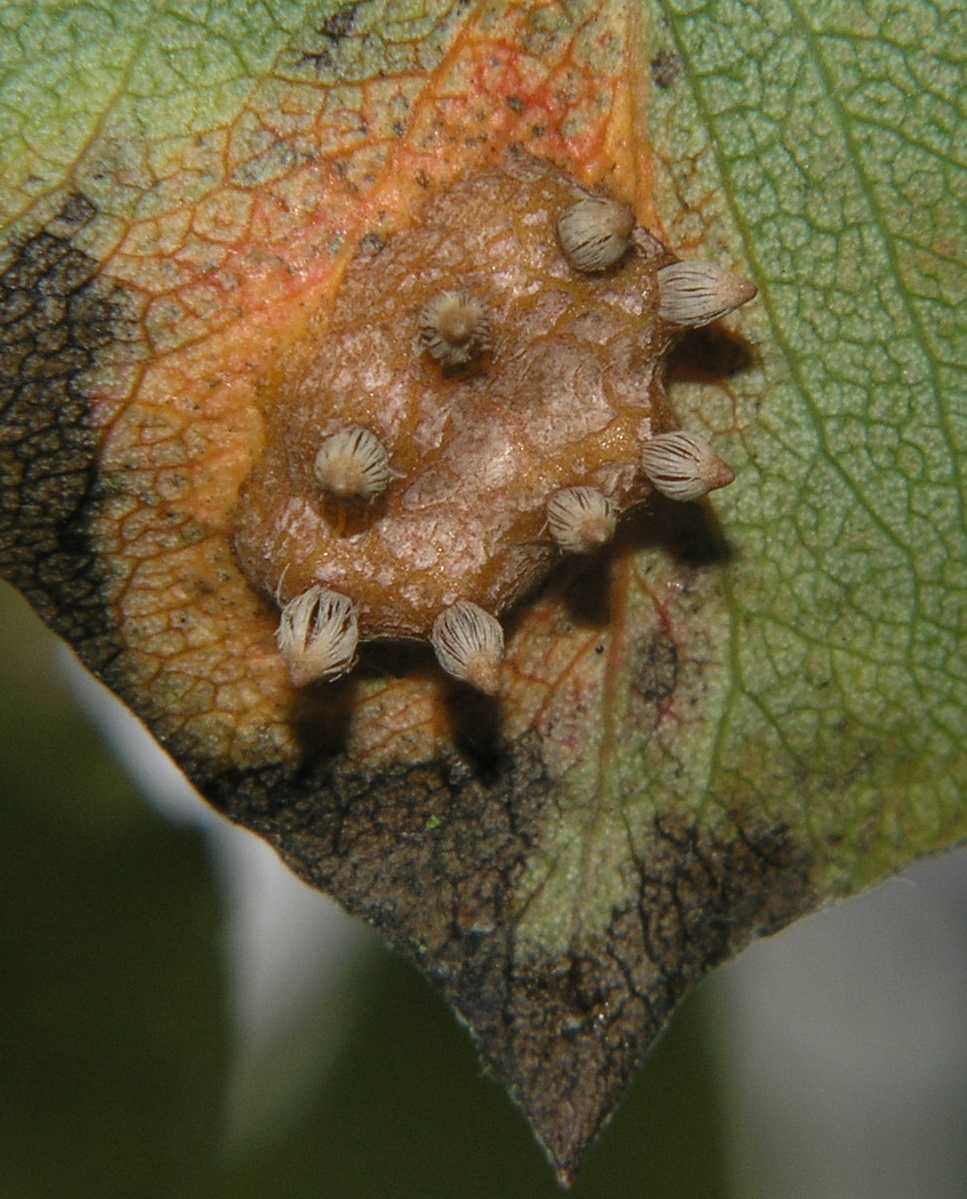 Pucciniaceae Gymnosporangium 