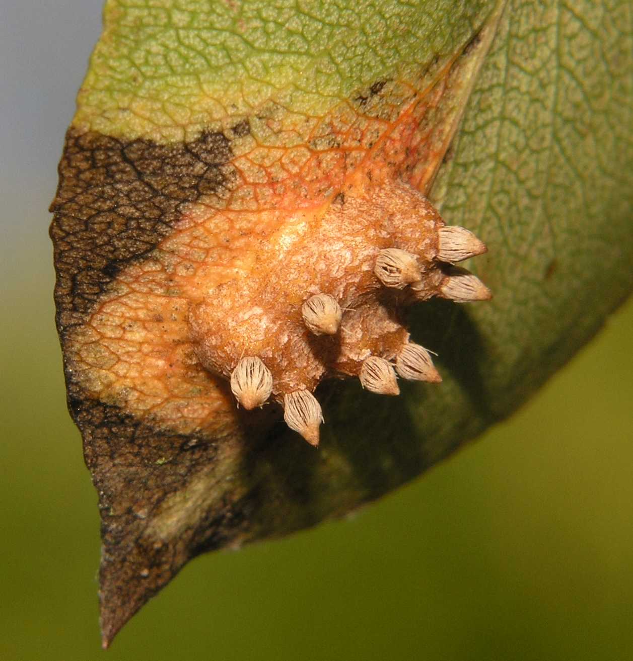 Pucciniaceae Gymnosporangium 