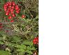 image of Actaea spicata