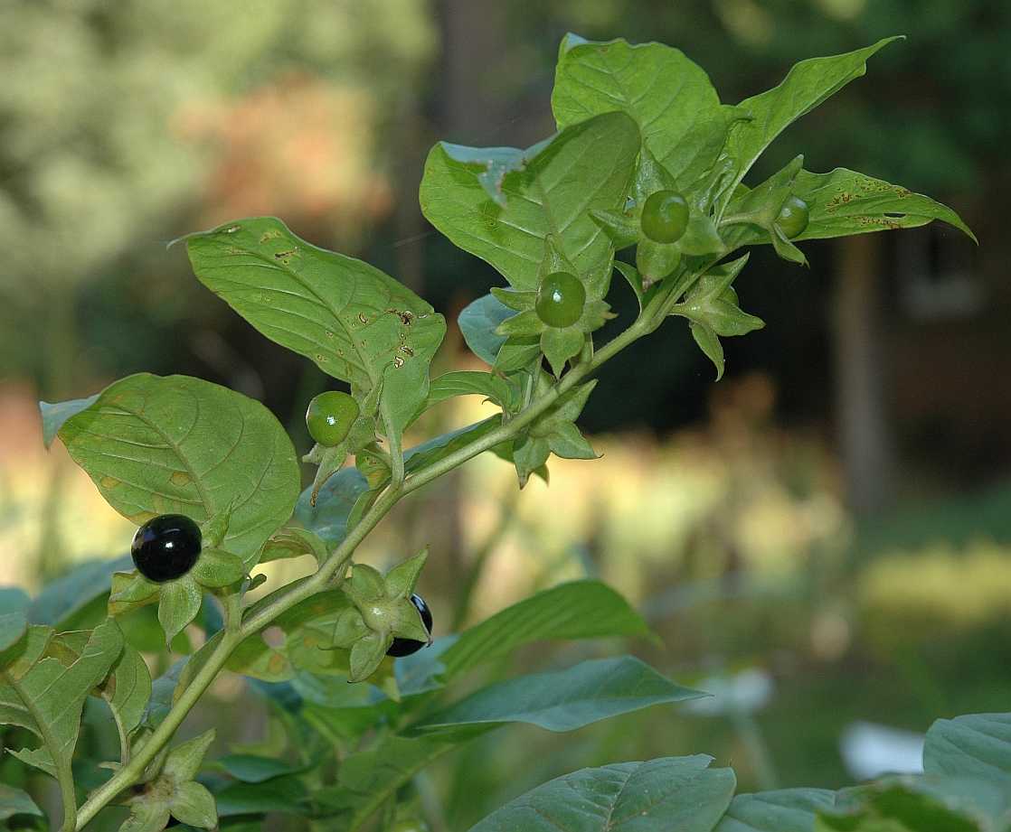 Solanaceae Atropa bella-donna