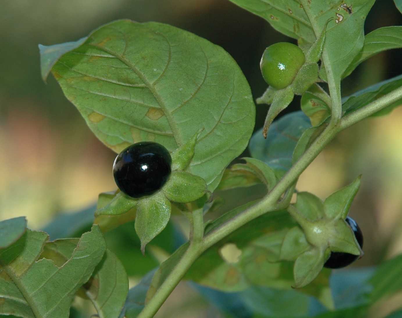 Solanaceae Atropa bella-donna