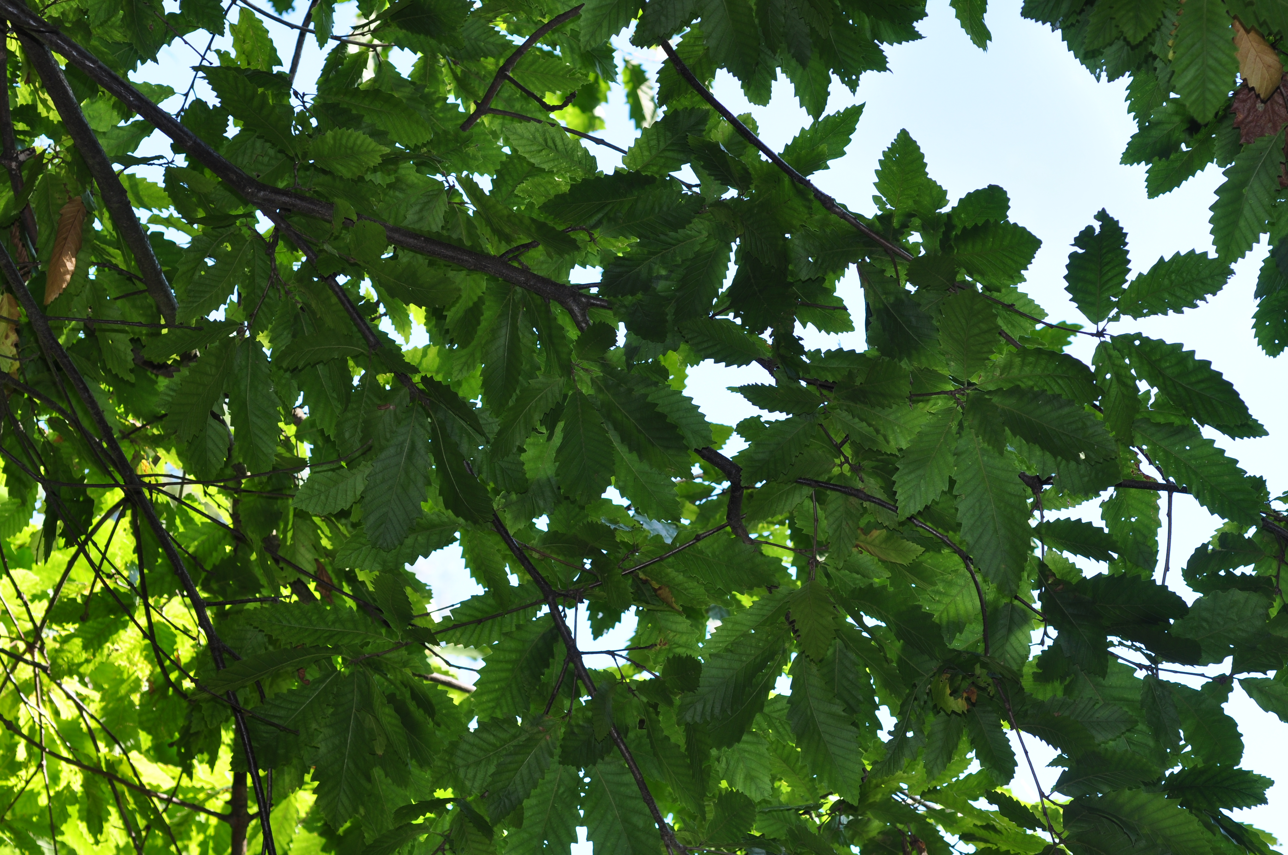 Fagaceae Quercus castaneifolia