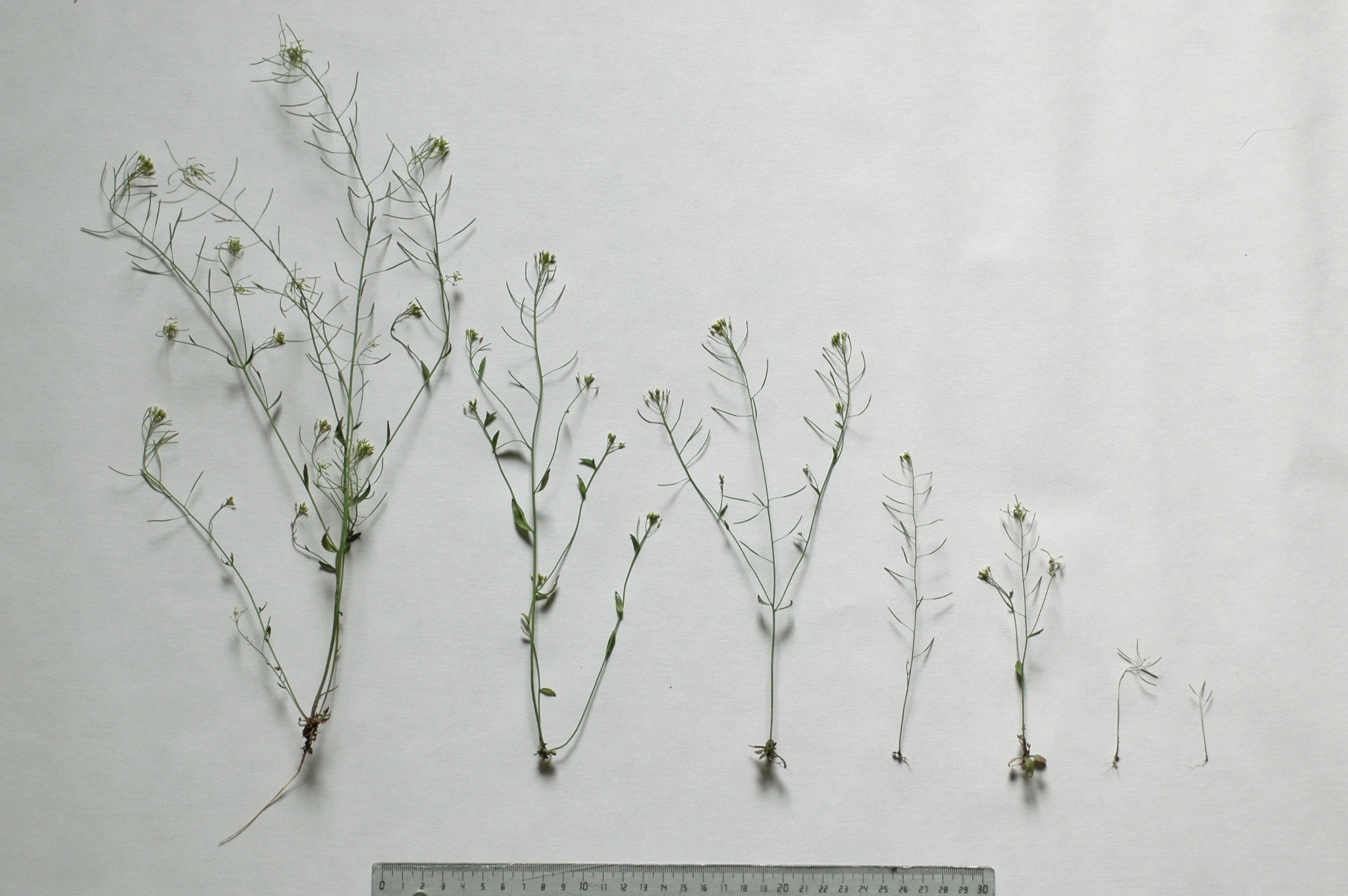 Brassicaceae Arabidopsis thaliana