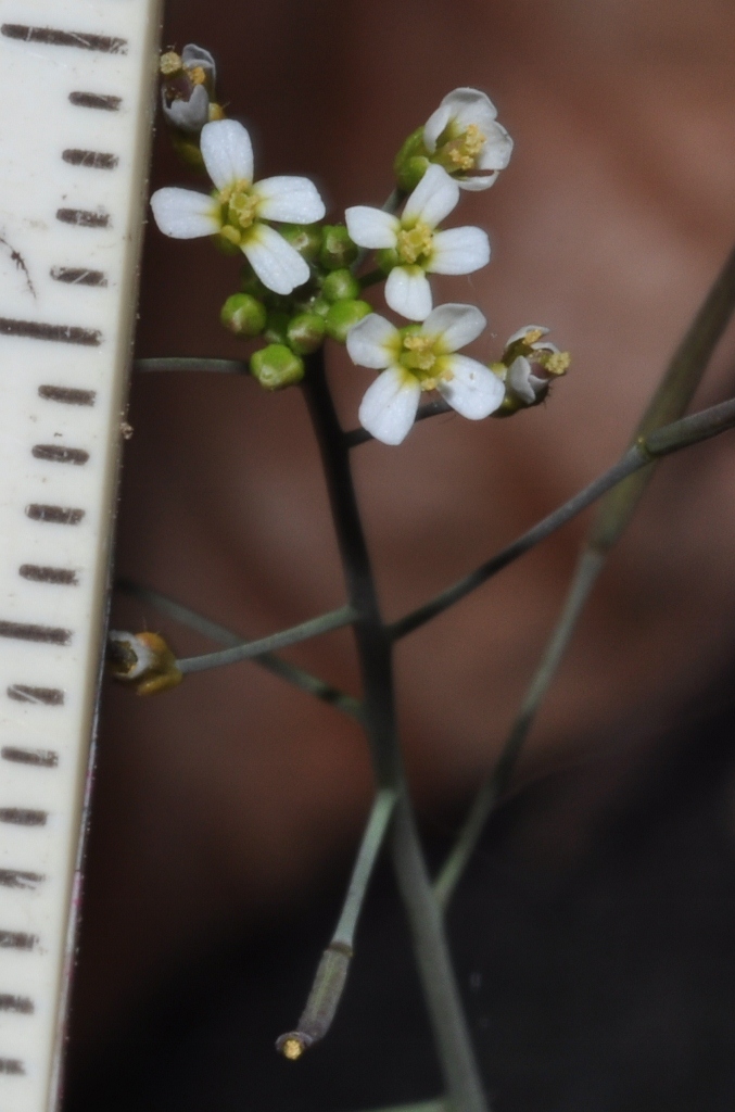 Brassicaceae Arabidopsis thaliana