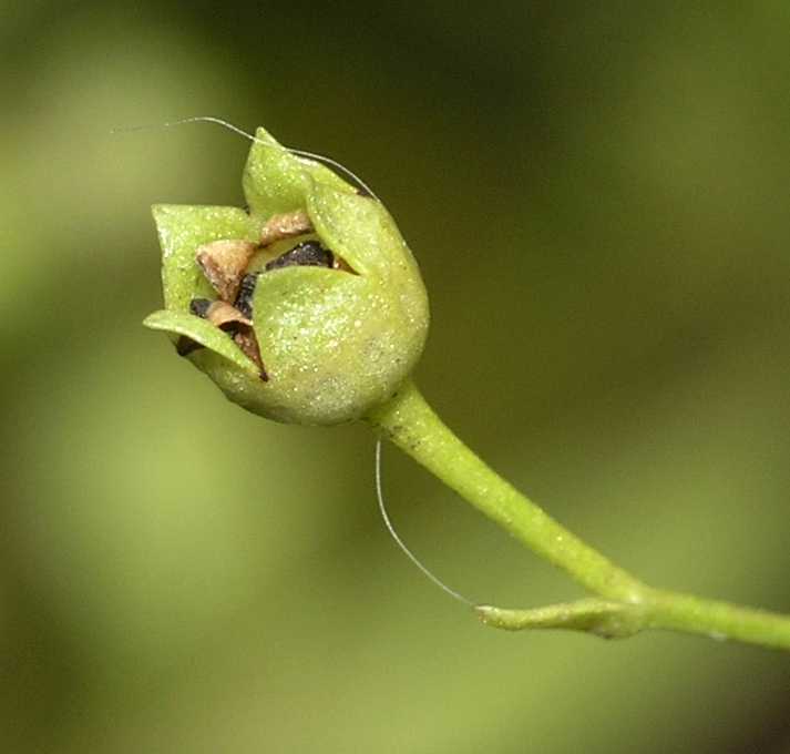 Primulaceae Samolus valerandi