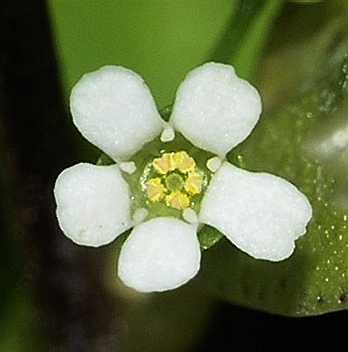 Primulaceae Samolus valerandi