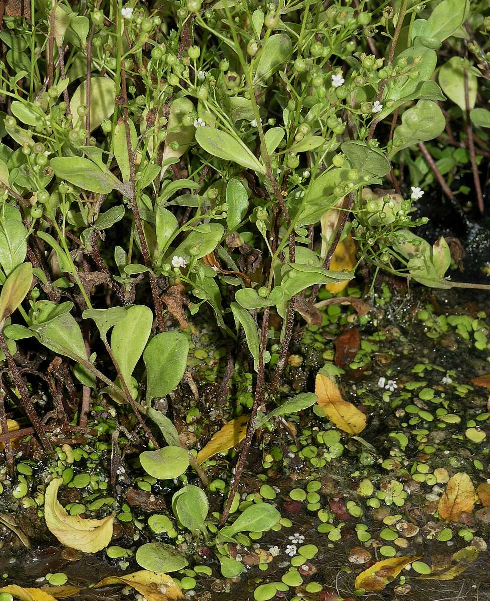Primulaceae Samolus valerandi