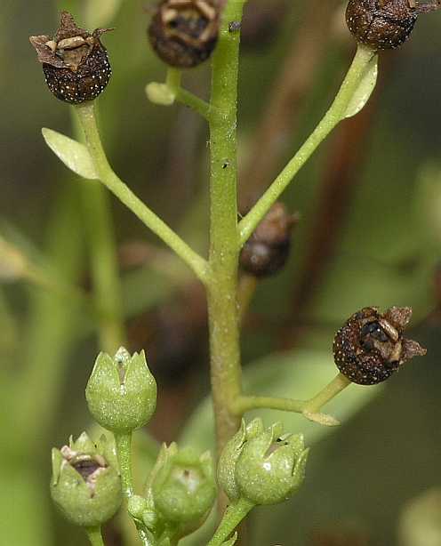 Primulaceae Samolus valerandi
