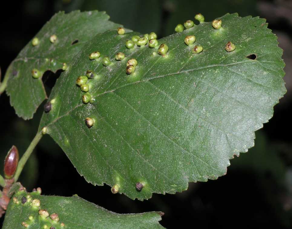 Eriophyidae Eriophyes laevis