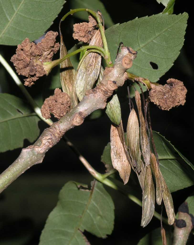 Oleaceae Fraxinus excelsior