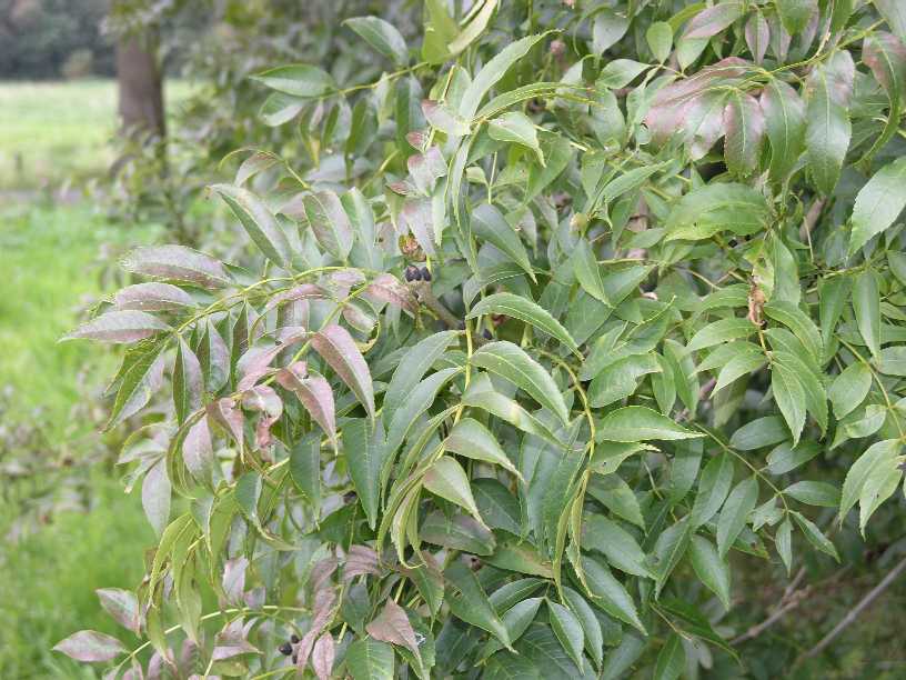 Oleaceae Fraxinus excelsior