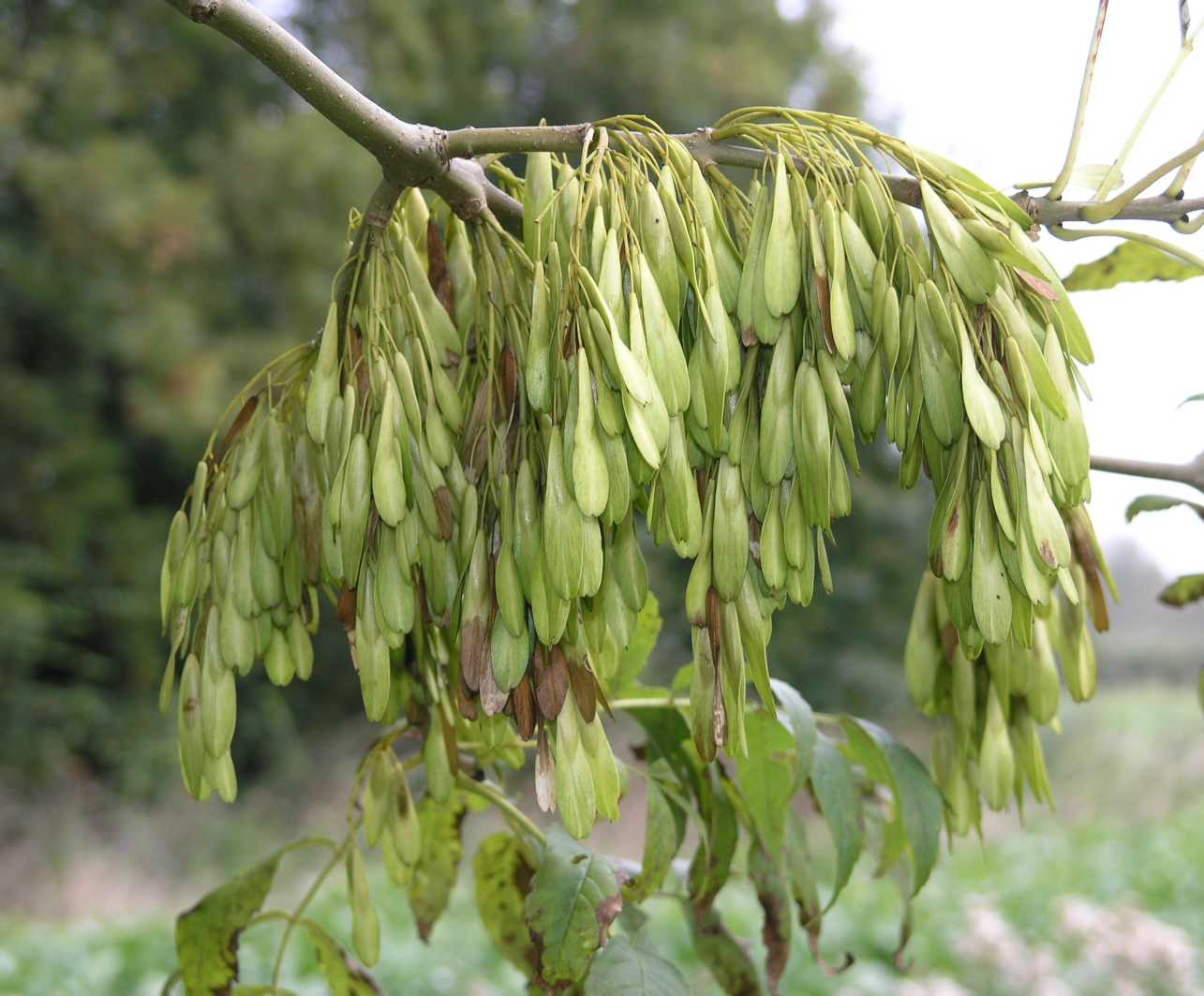 Oleaceae Fraxinus excelsior