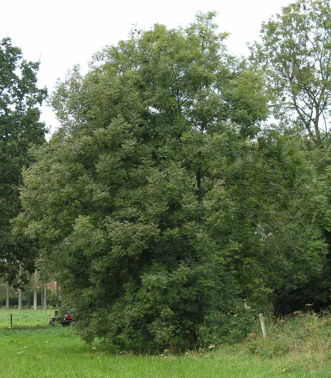 Oleaceae Fraxinus excelsior