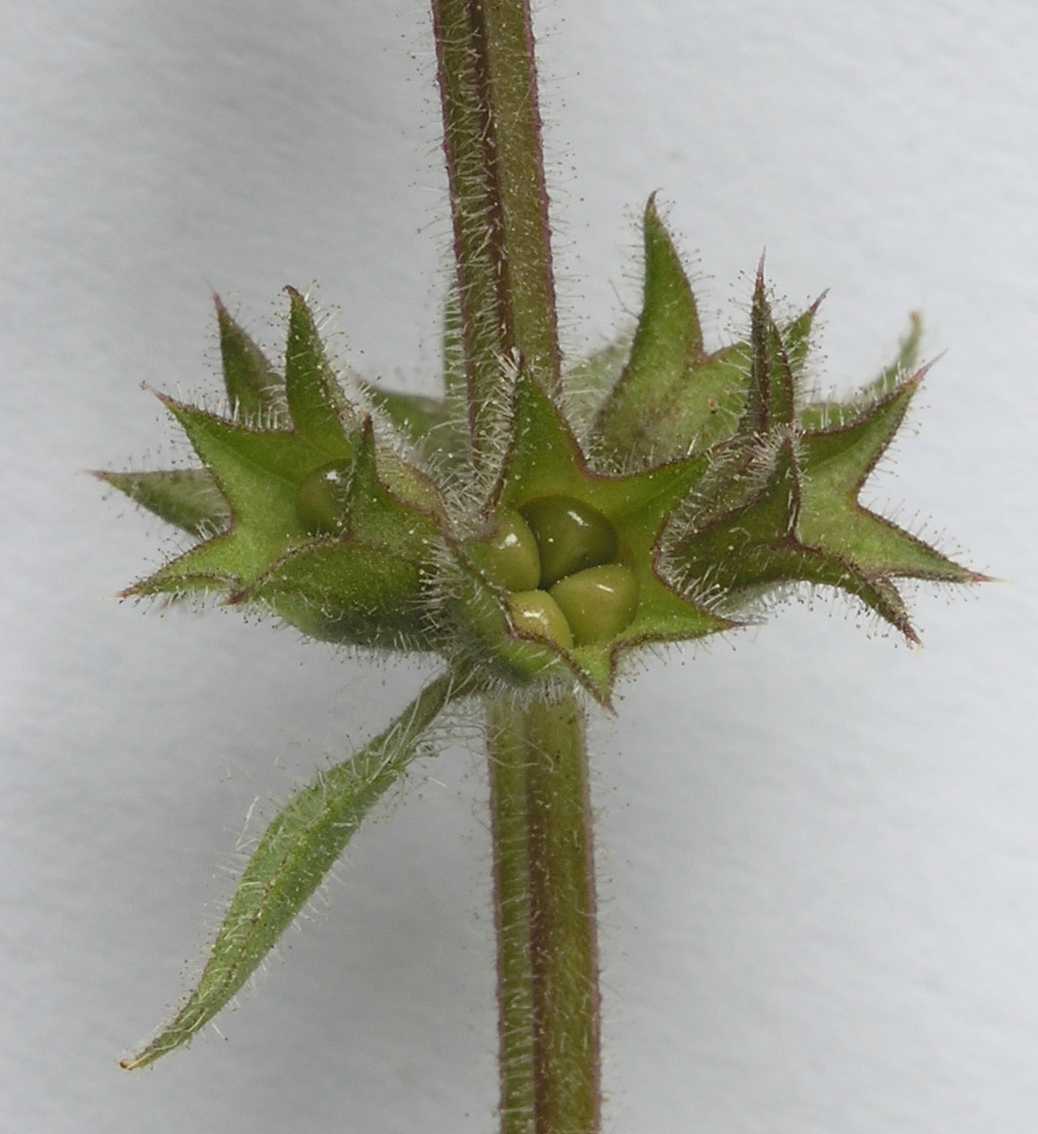 Lamiaceae Stachys sylvatica