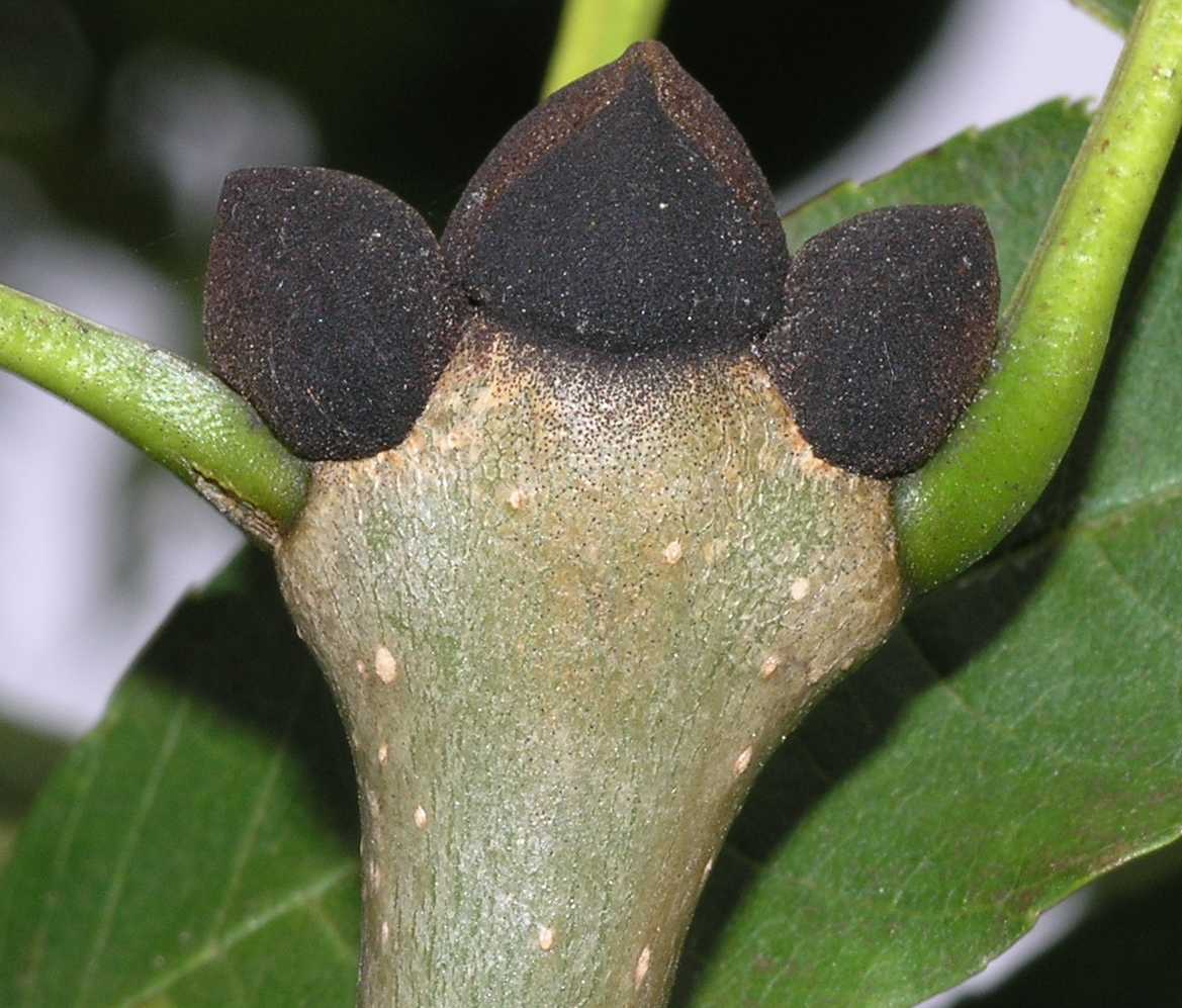 Oleaceae Fraxinus excelsior