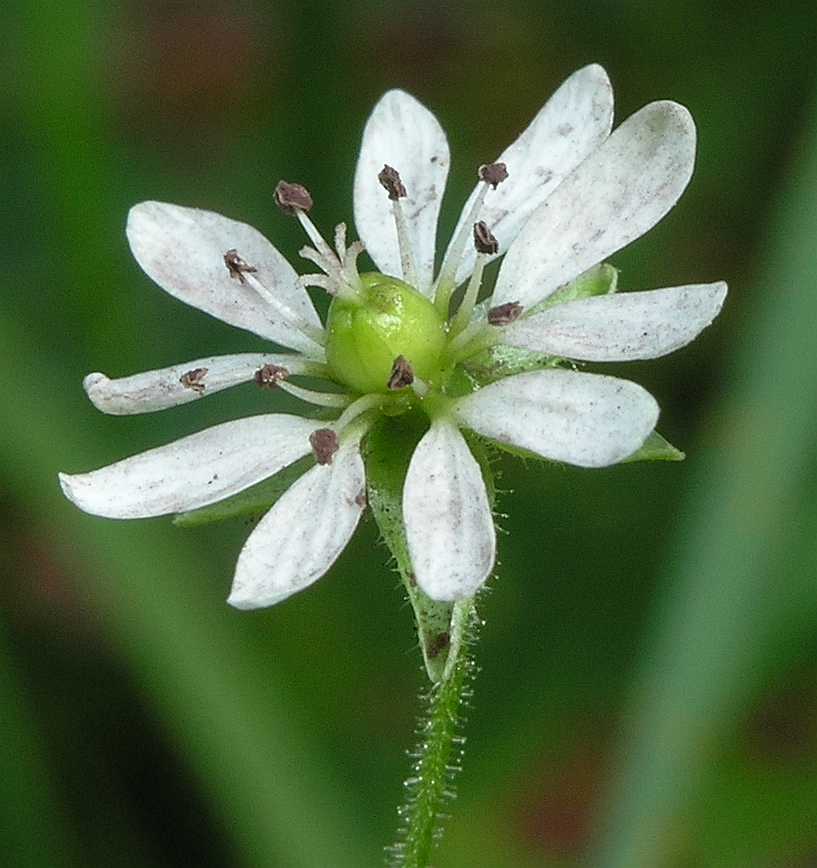 Caryophyllaceae Myosoton aquaticum