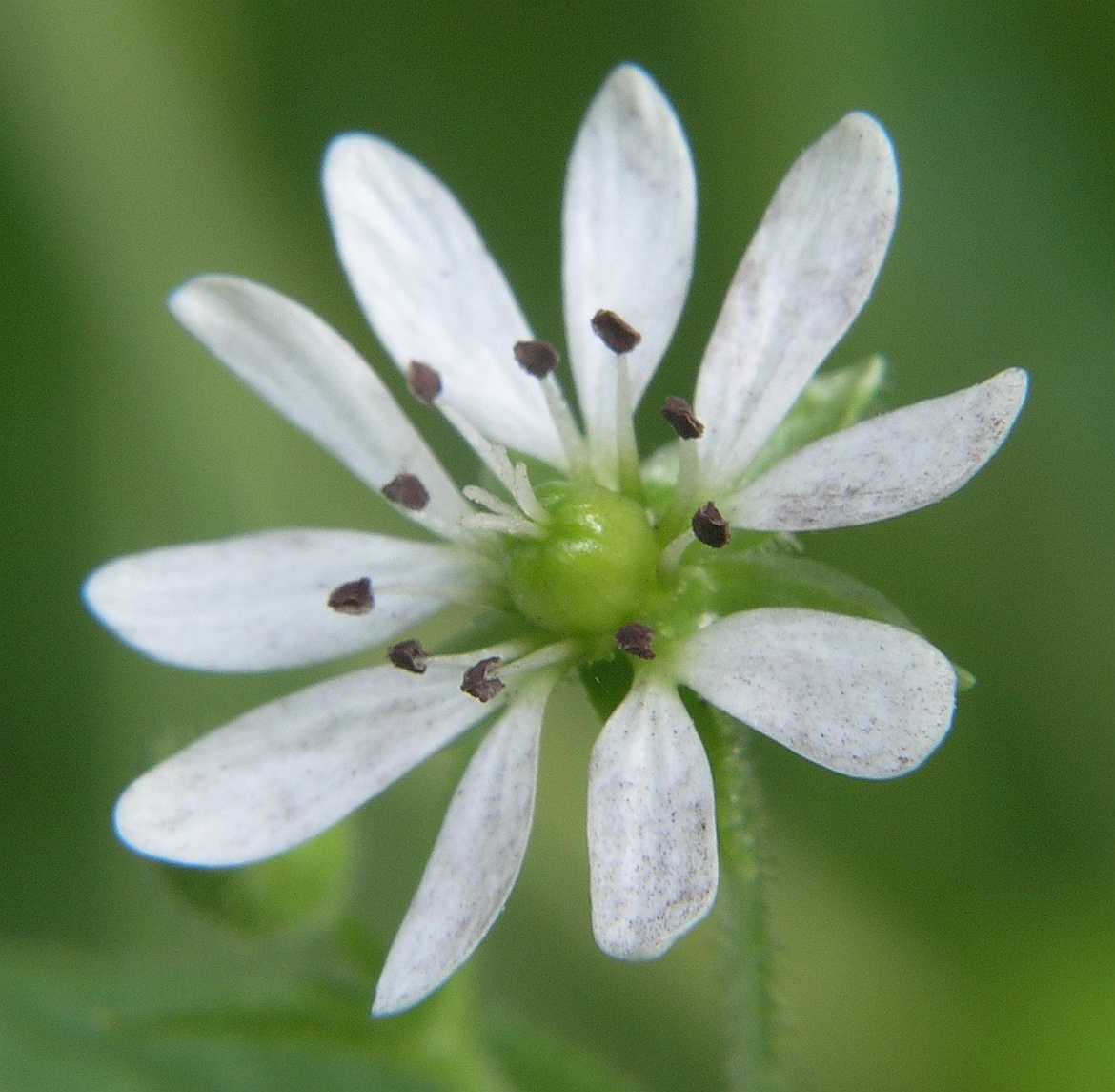 Caryophyllaceae Myosoton aquaticum