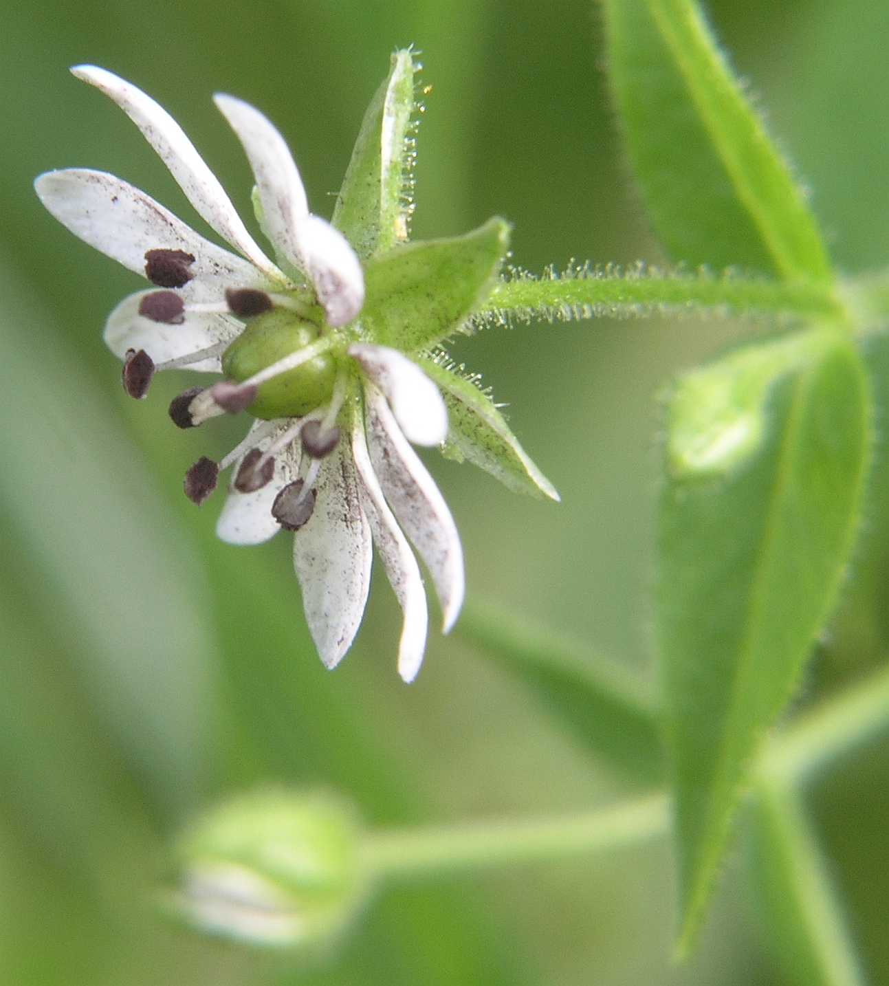 Caryophyllaceae Myosoton aquaticum