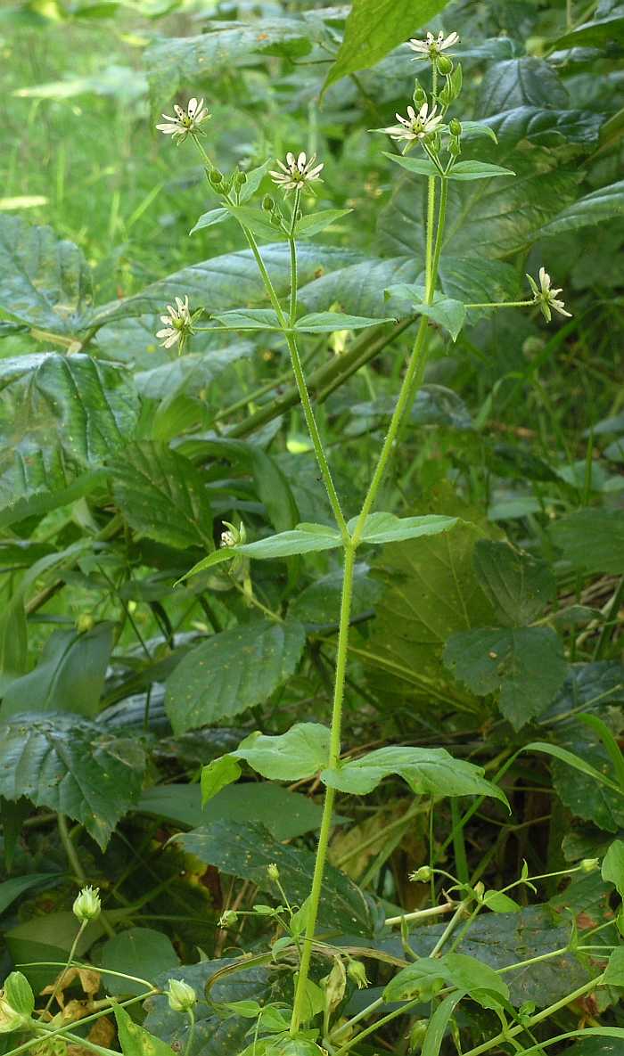 Caryophyllaceae Myosoton aquaticum