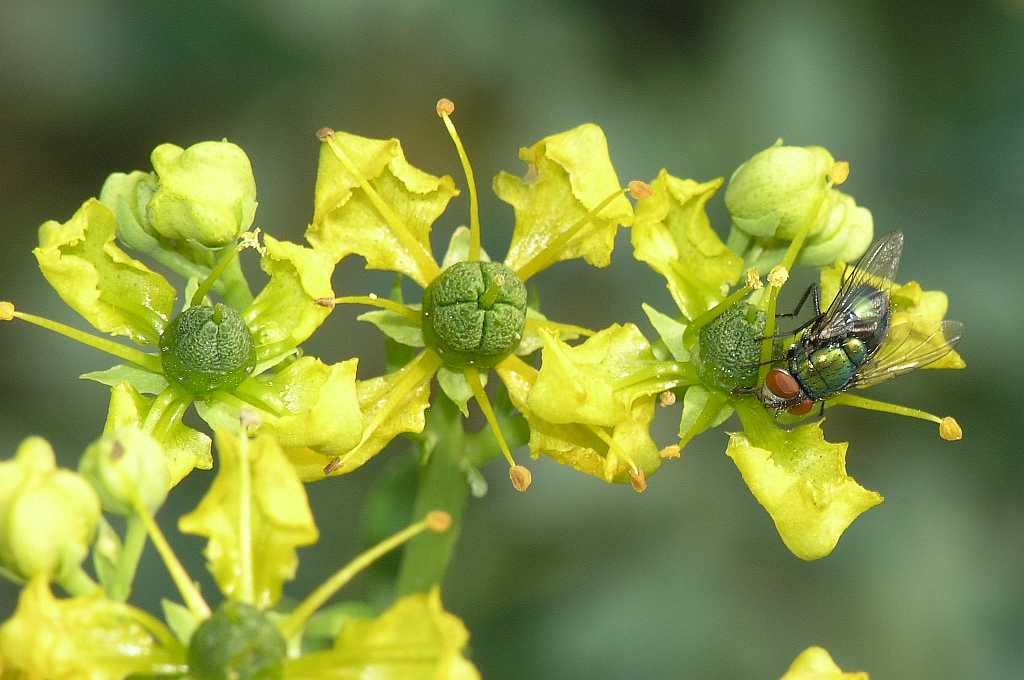 Rutaceae Ruta graveolens