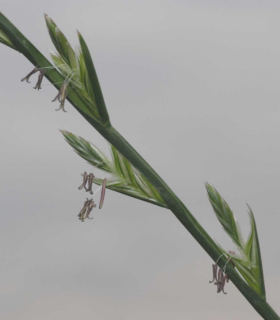 Poaceae Lolium 