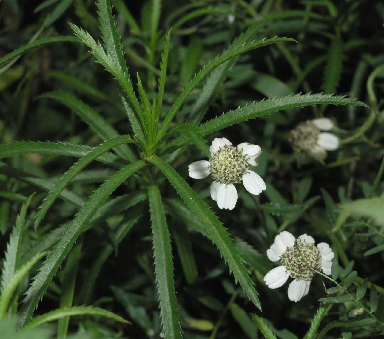 Asteraceae Achillea ptarmica