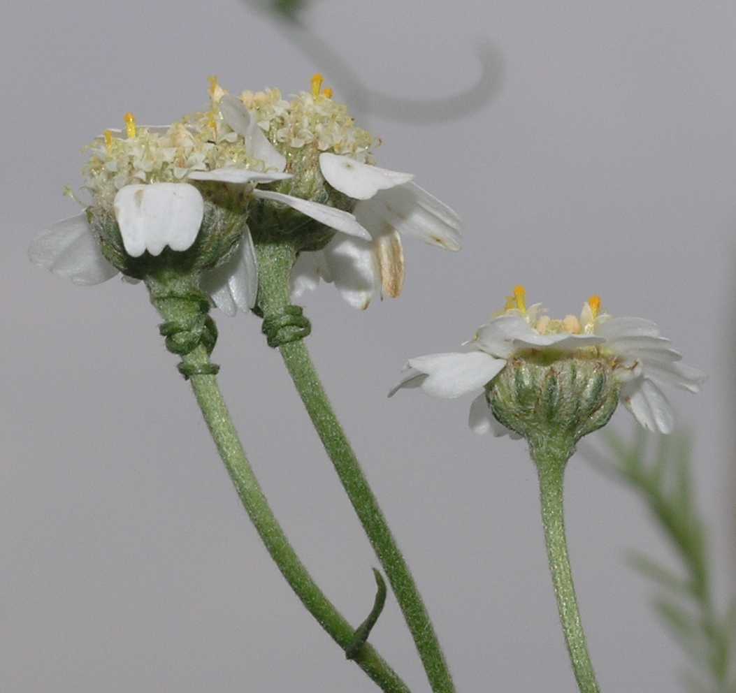 Asteraceae Achillea ptarmica