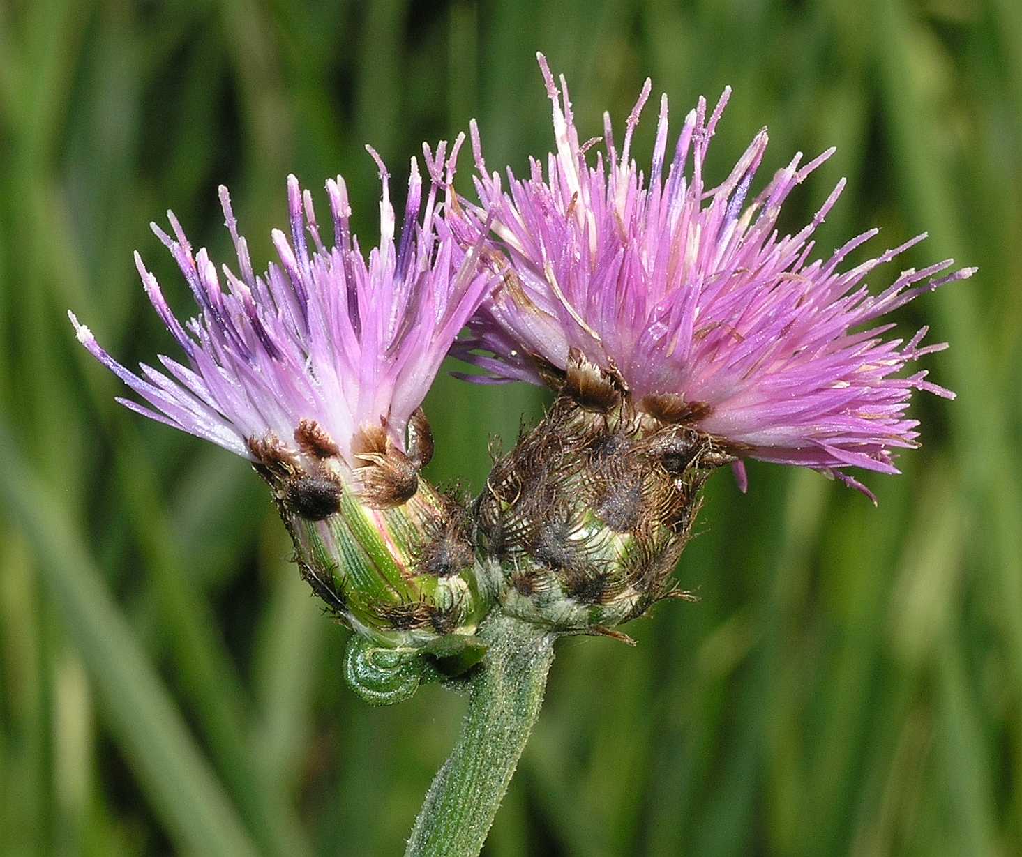 Asteraceae Centaurea 