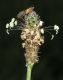 image of Plantago lanceolata