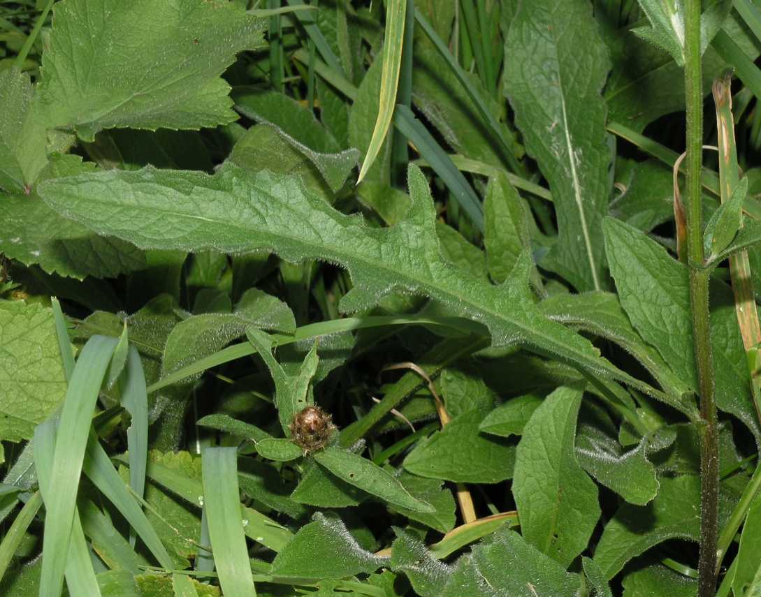 Asteraceae Centaurea 