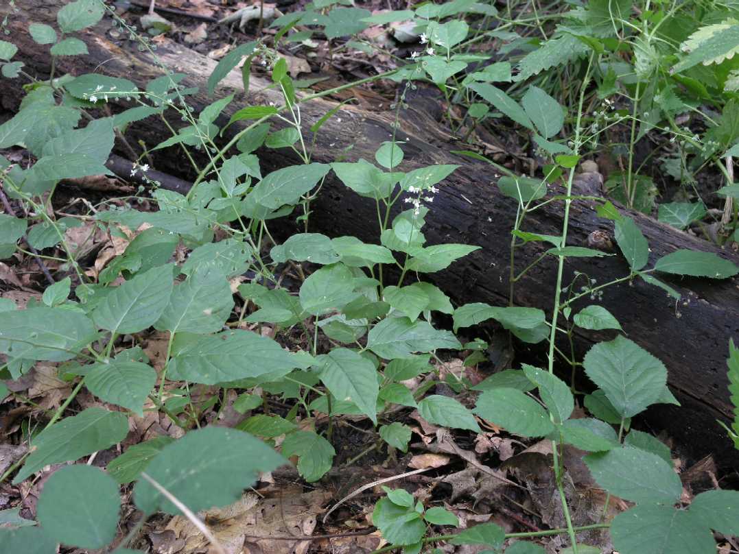 Onagraceae Circaea lutetiana