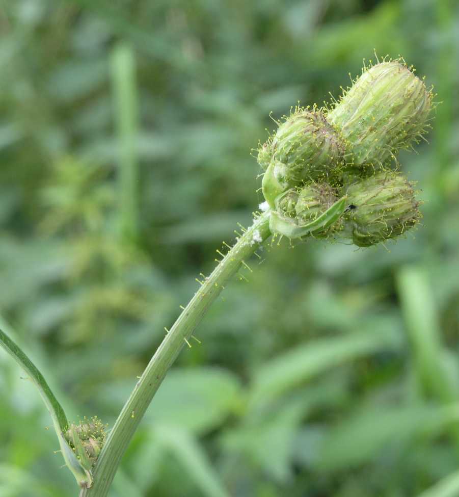 Asteraceae Sonchus arvensis