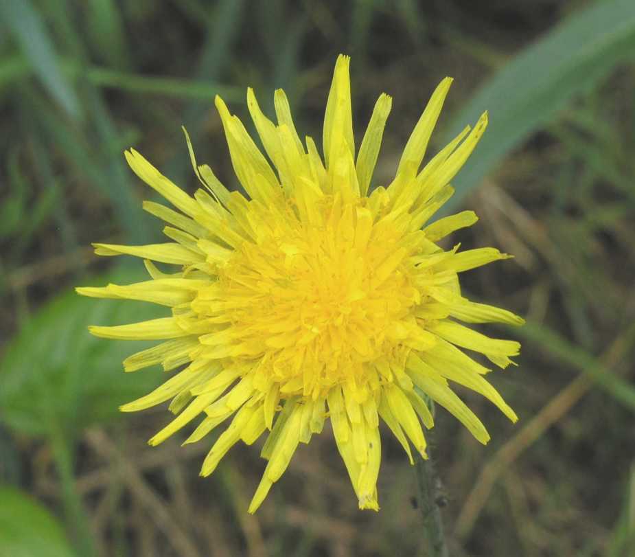 Asteraceae Sonchus arvensis