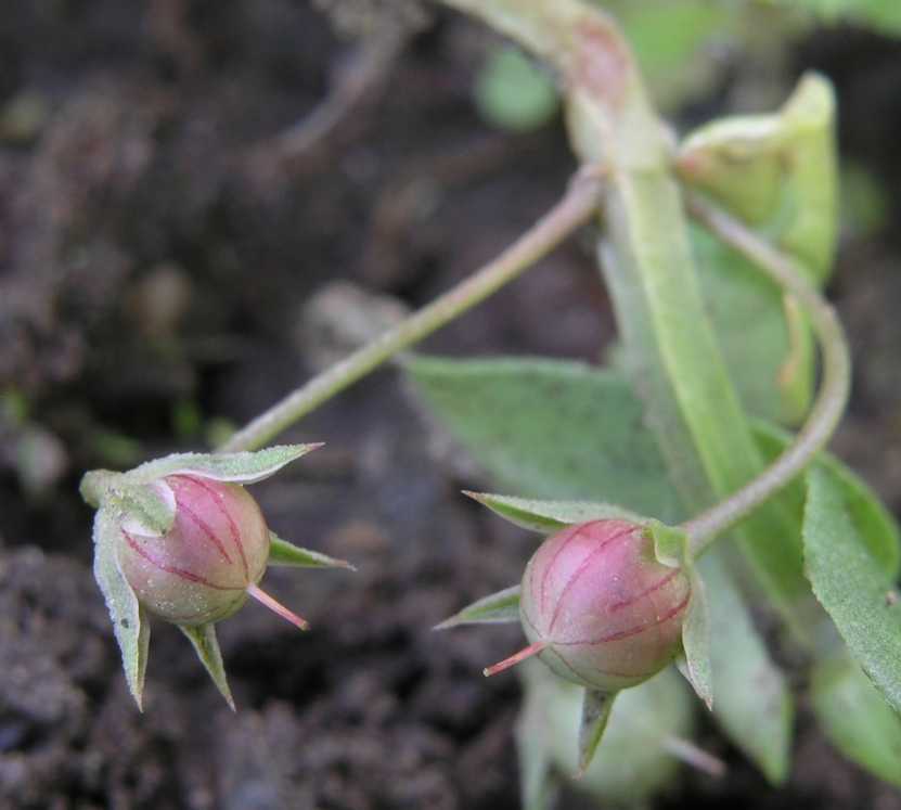 Primulaceae Anagallis arvensis