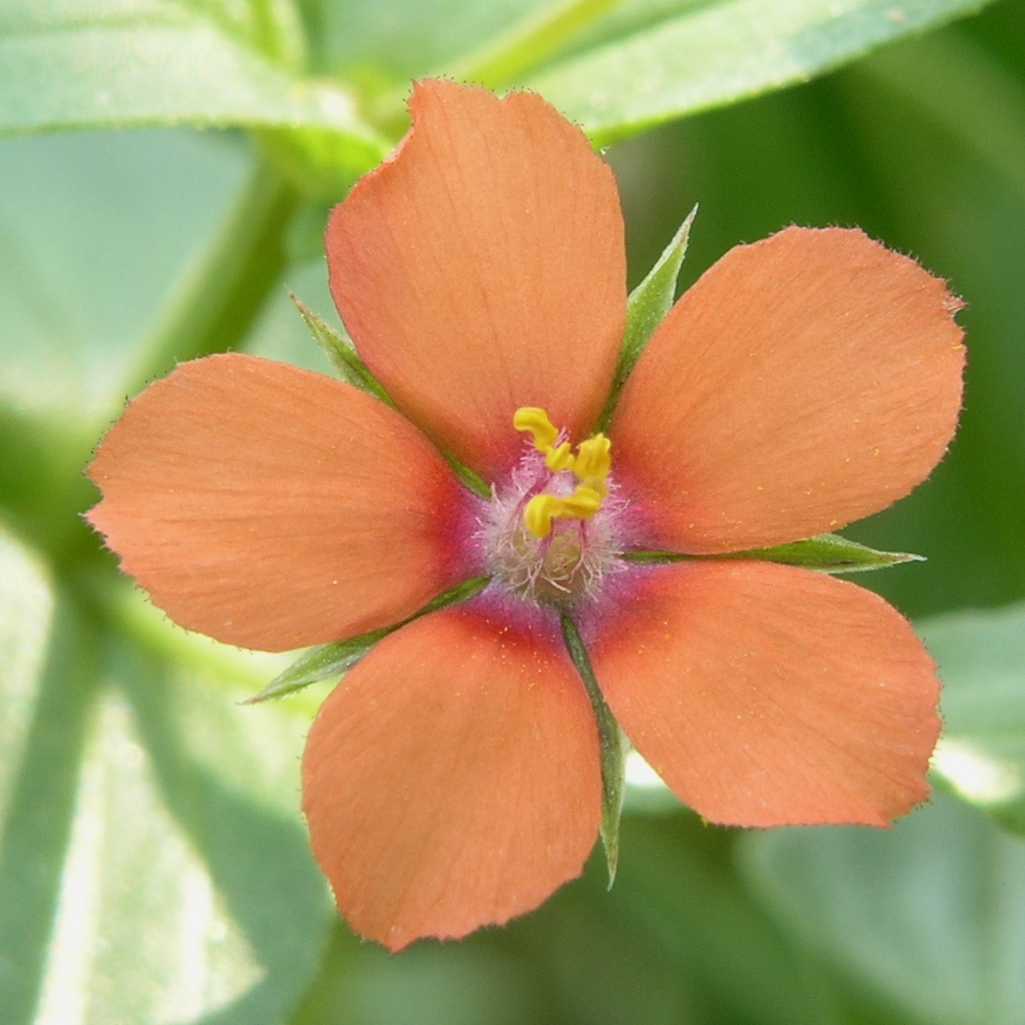 Primulaceae Anagallis arvensis
