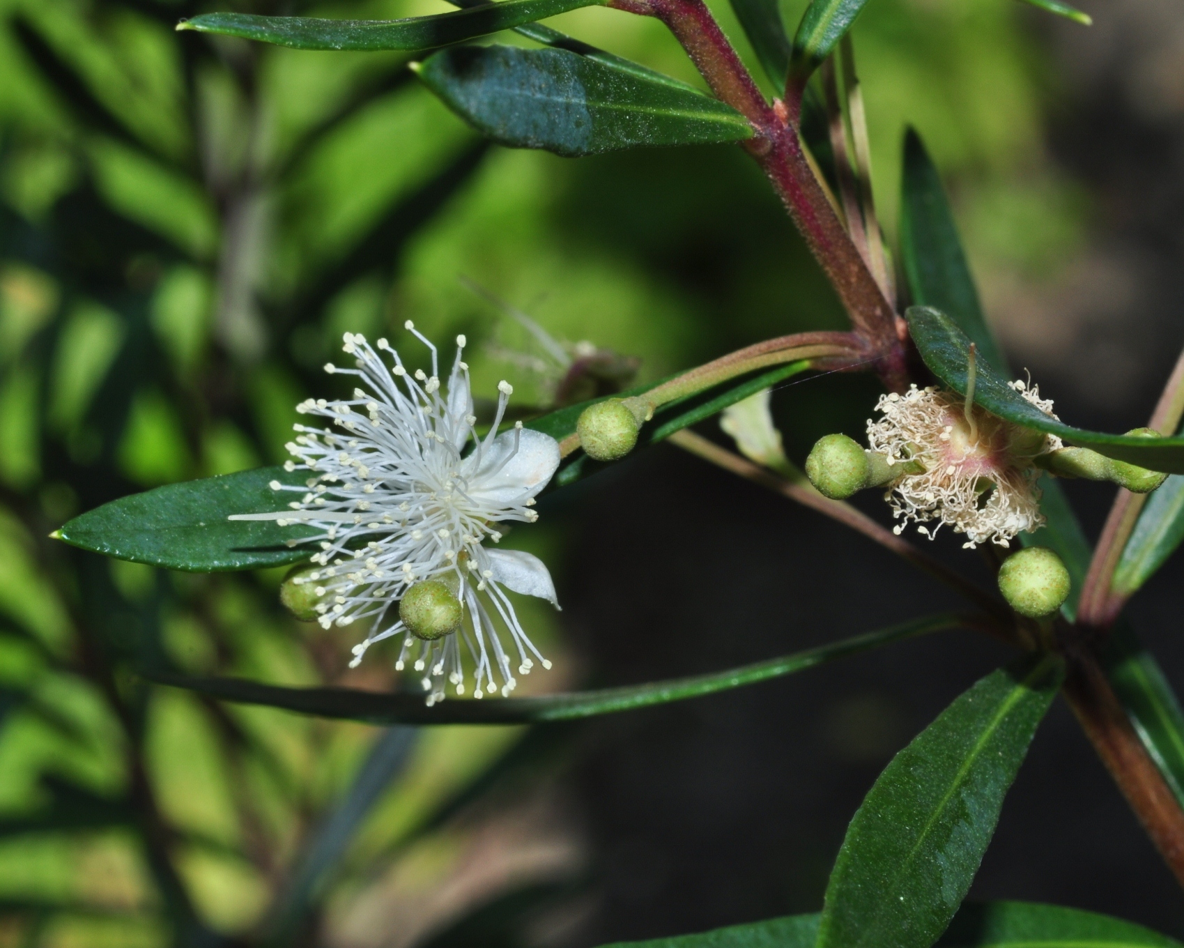 Myrtaceae Myrceugenia pyrifolia