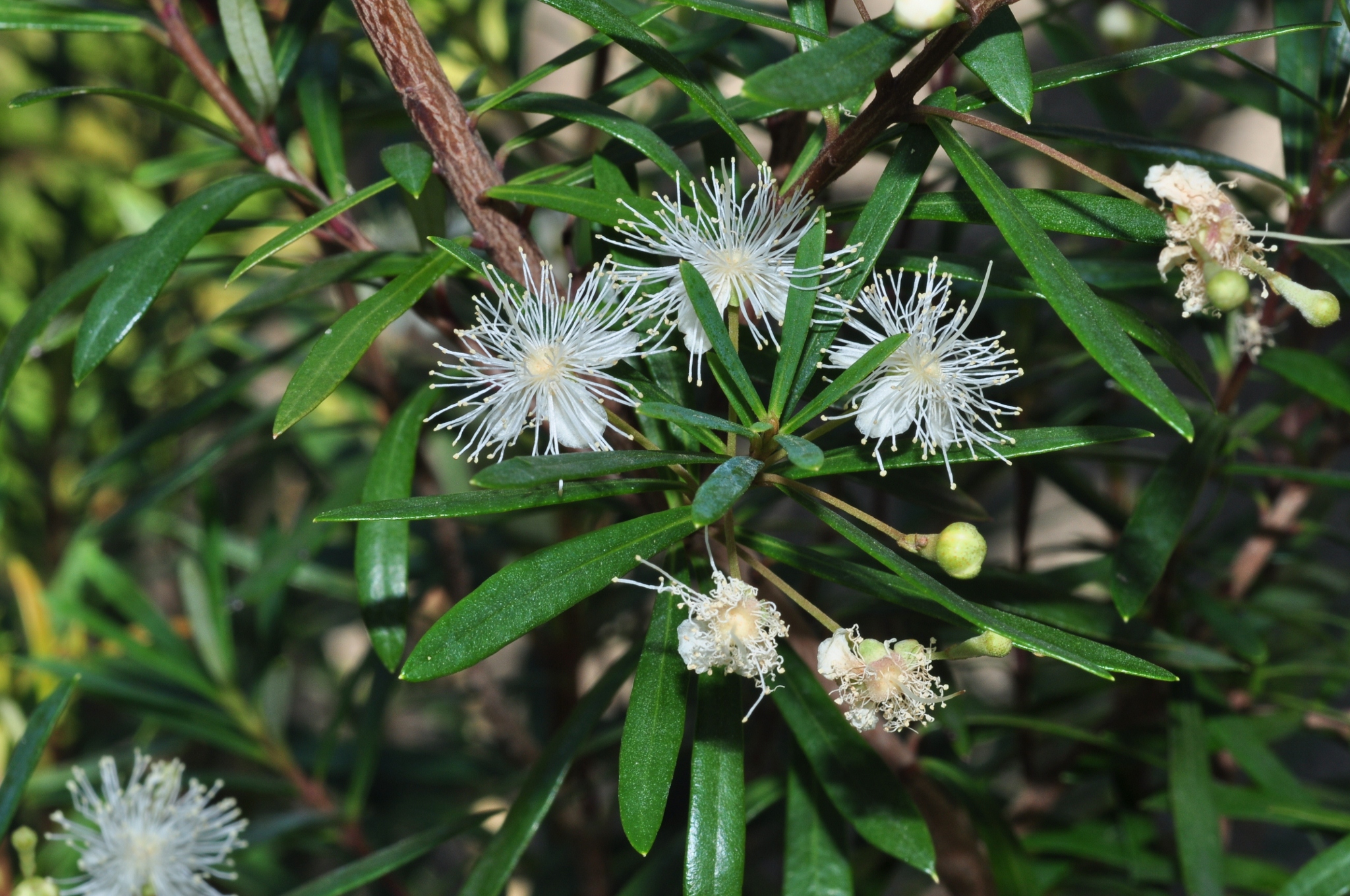 Myrtaceae Myrceugenia pyrifolia