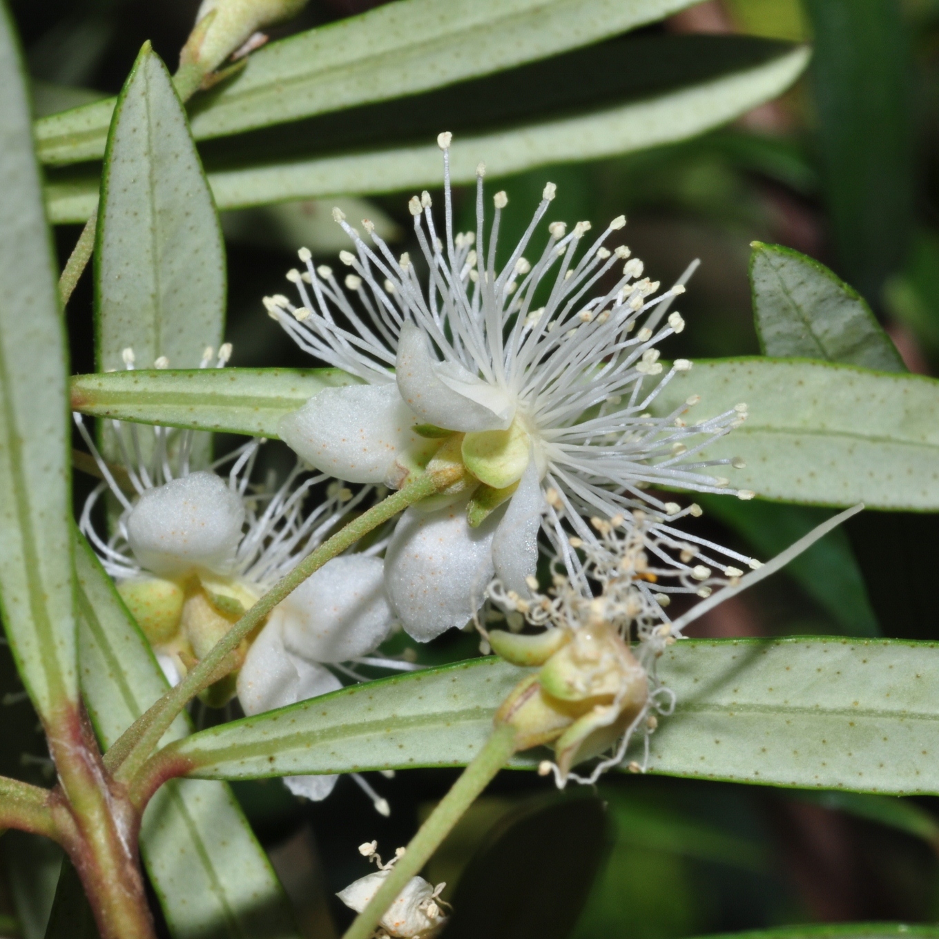 Myrtaceae Myrceugenia pyrifolia